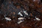 Do Springtails Like Light?