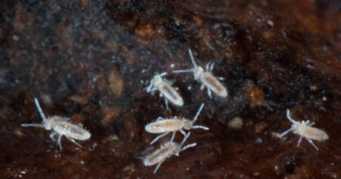 Do Springtails Need Light