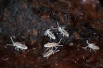 Do Springtails Need Light