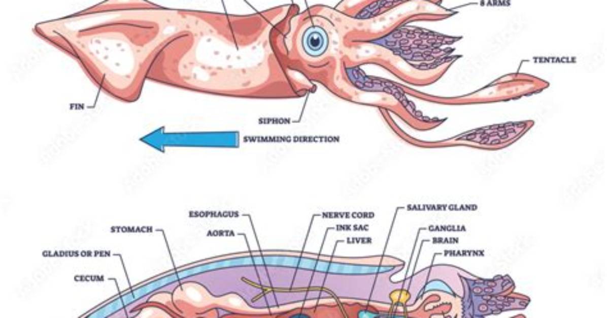 Do Squid Have Lungs