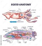 Do Squid Have Lungs