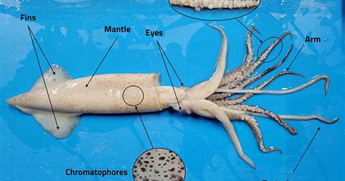 Do Squids Have Any Bones?