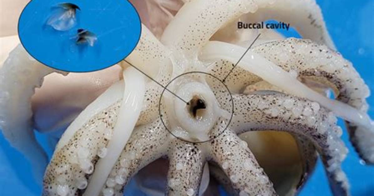 Do Squids Have Beaks?