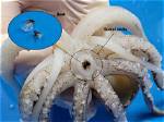 Do Squids Have Beaks?