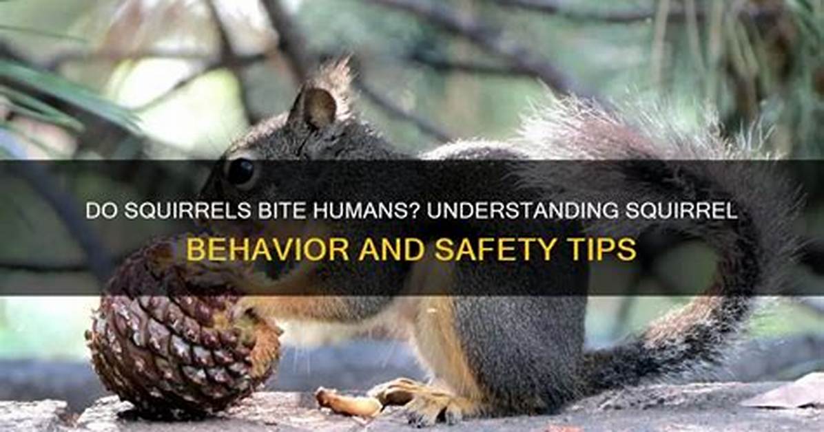 Do Squirrels Bite Humans? | Contextresponse. Com