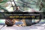 Do Squirrels Bite Humans? | Contextresponse. Com