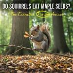 Do Squirrels Eat Maple