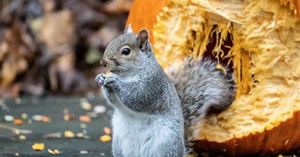 Do Squirrels Eat Pumpkins?