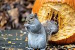 Do Squirrels Eat Pumpkins?
