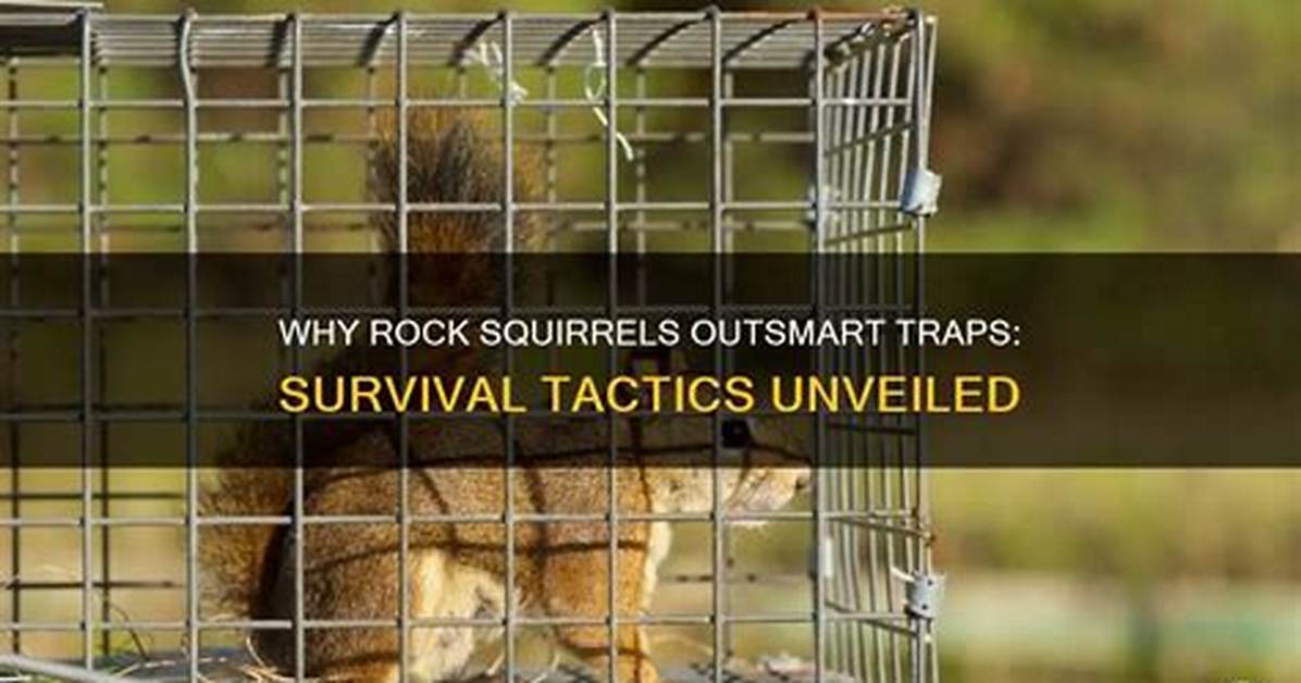 Do Squirrels Learn to Avoid Traps?