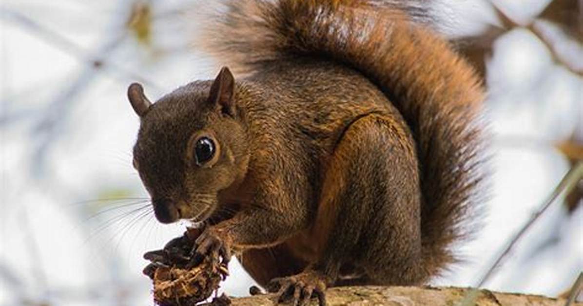 Do Squirrels Like Walnuts?