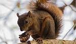 Do Squirrels Like Walnuts?