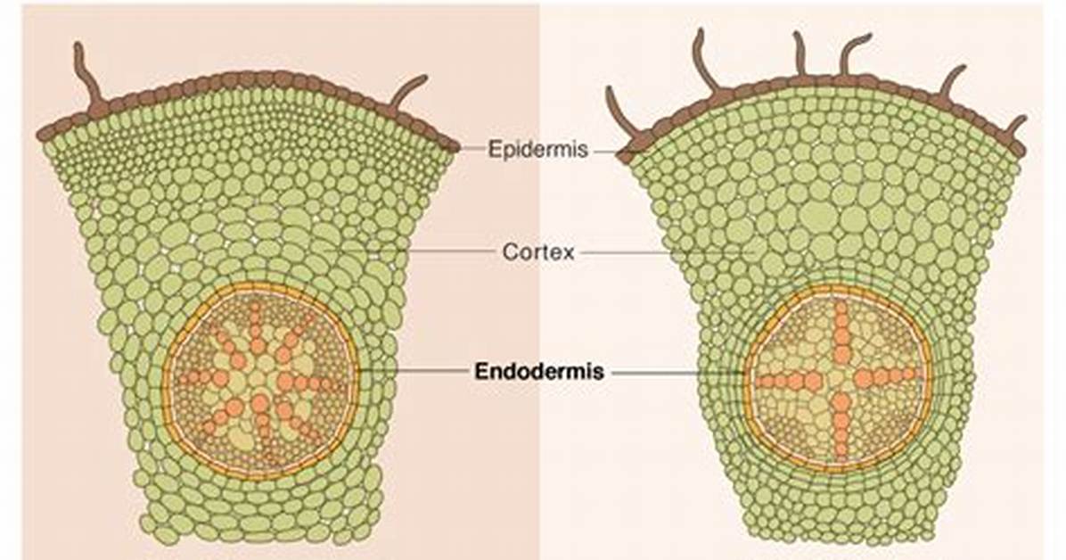 Do Stems Have Endodermis?