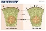 Do Stems Have Endodermis?
