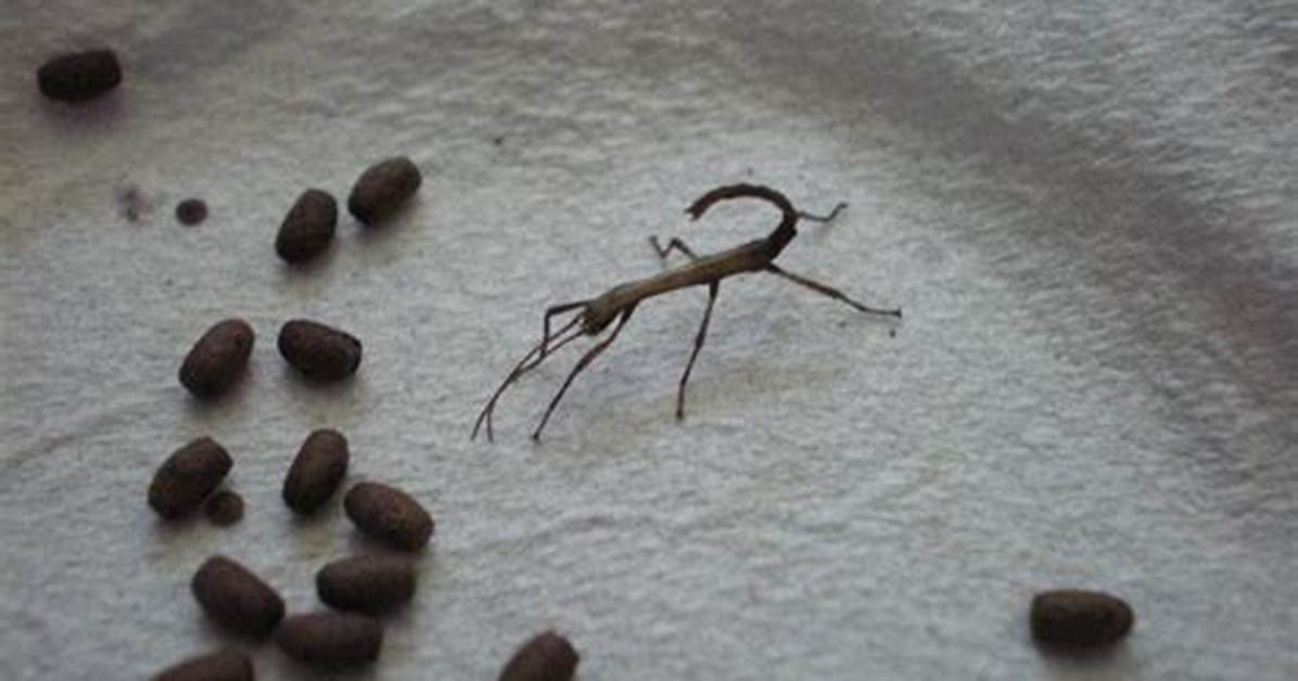 Do Stick Insect Eggs?