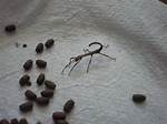 Do Stick Insect Eggs?