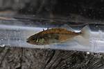 Do Sticklebacks Need a Filter?