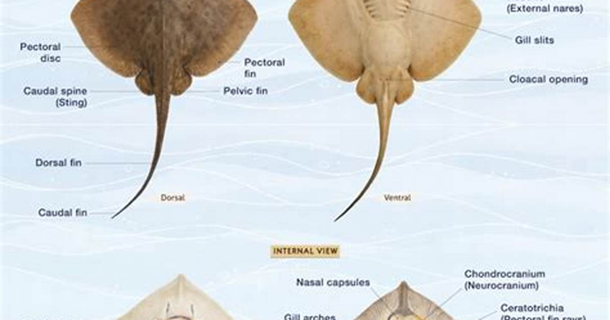Do Stingrays Have Backbones?