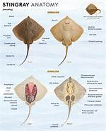Do Stingrays Have Backbones?