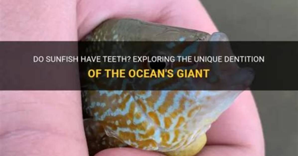 Do Sunfish Have Teeth?