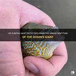 Do Sunfish Have Teeth?