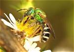 Do Sweat Bees Sting