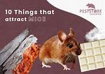 Do Sweets Attract Mice