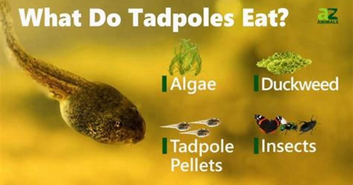 Do Tadpoles Like Algae