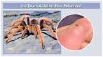 Do Tarantula Spiders Bite Humans?