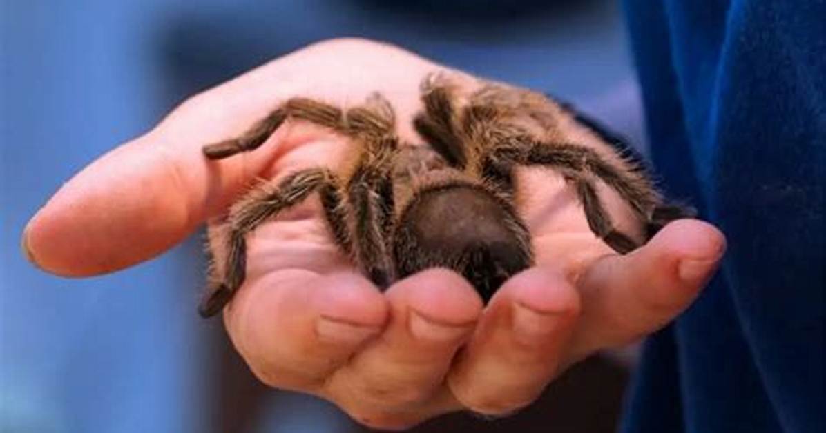 Do Tarantulas Friendly