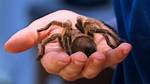 Do Tarantulas Friendly