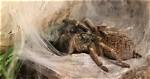 Do Tarantulas Make Webs?