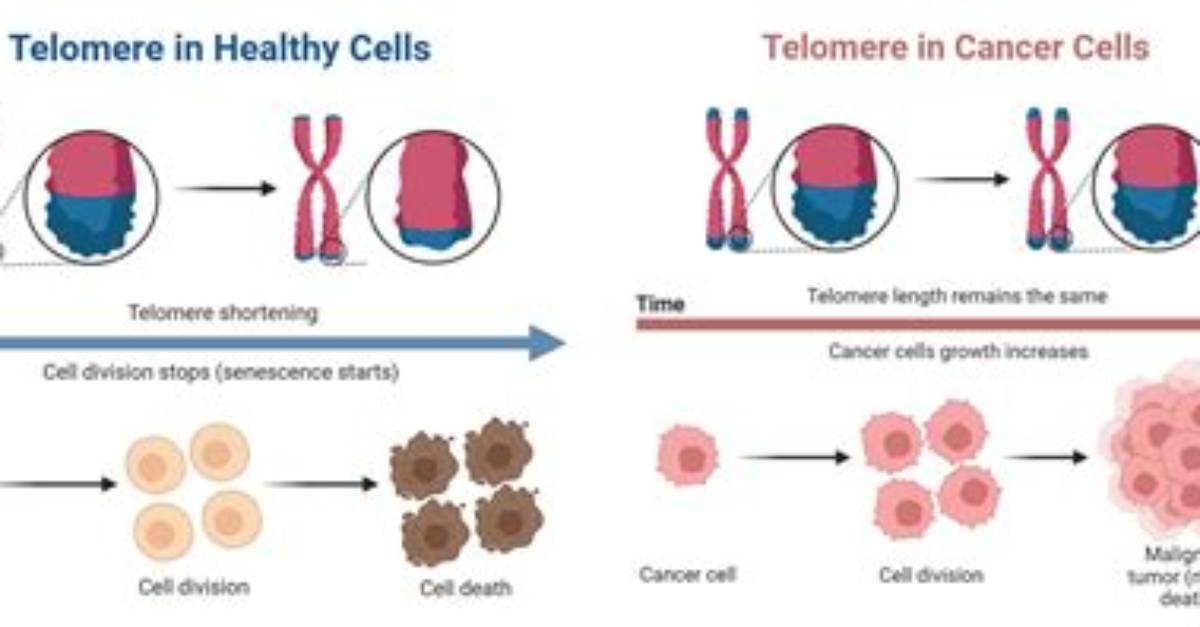 Do Telomere Supplements Work?
