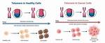 Do Telomere Supplements Work?