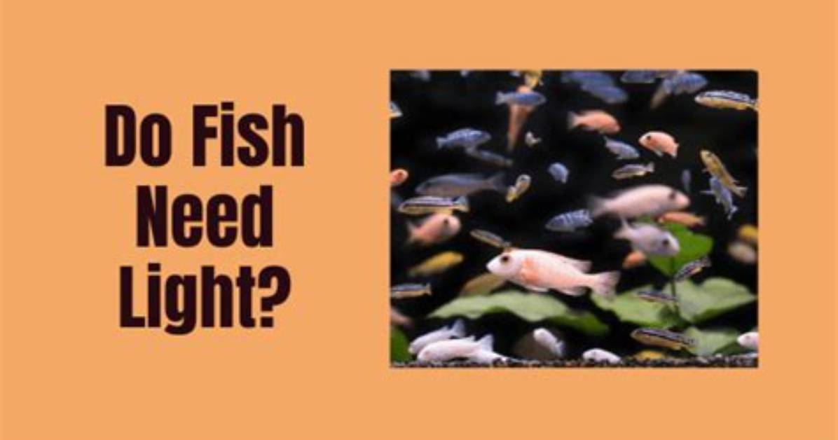 Do Temperate Fish Need a Light?