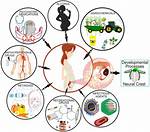 Do Teratogens Interact with Genetics?