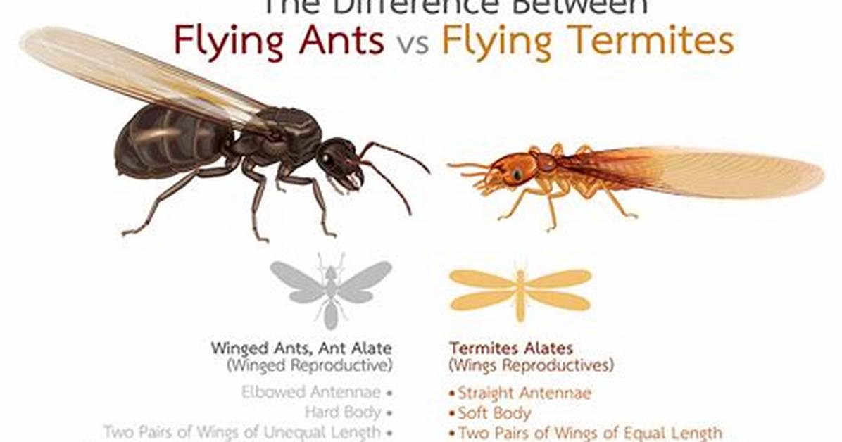 Do Termites Have Wings?