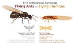 Do Termites Have Wings?