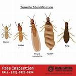 Do Termites Like Bathrooms