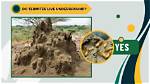 Do Termites Live Everywhere