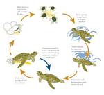 Do Terrapins Lay Eggs?