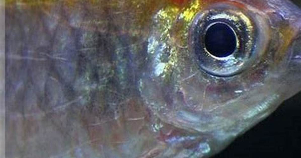 Do Tetras Have Teeth?
