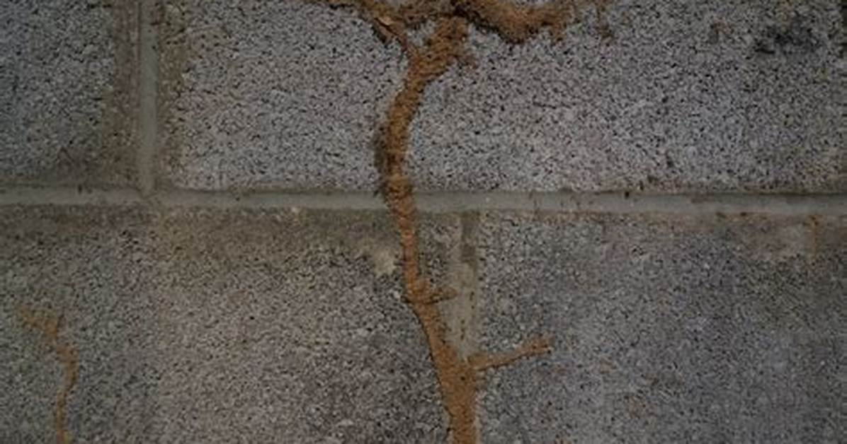 Do They Make Termite Bombs