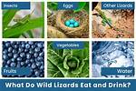 Do Thrashers Eat Lizards?