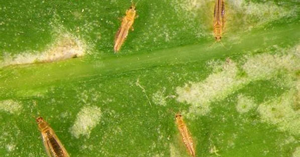 Do Thrips Eat Aphids