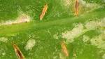 Do Thrips Eat Aphids