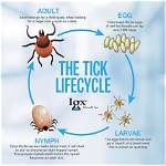 Do Ticks Die