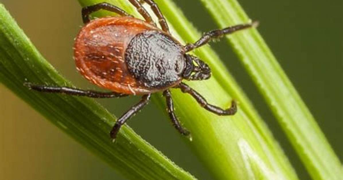 Do Ticks Like Flowers