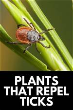 Do Ticks Like Flowers