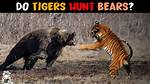 Do Tigers Kill Bears?